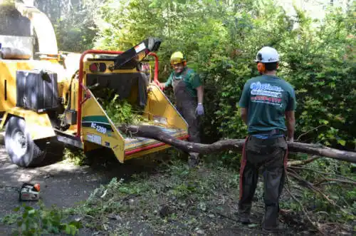 tree services Oriole Beach